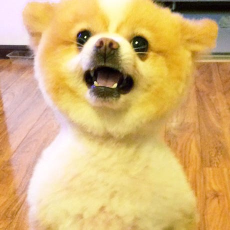 Shaved Pomeranian Images Cute Puppy Pictures