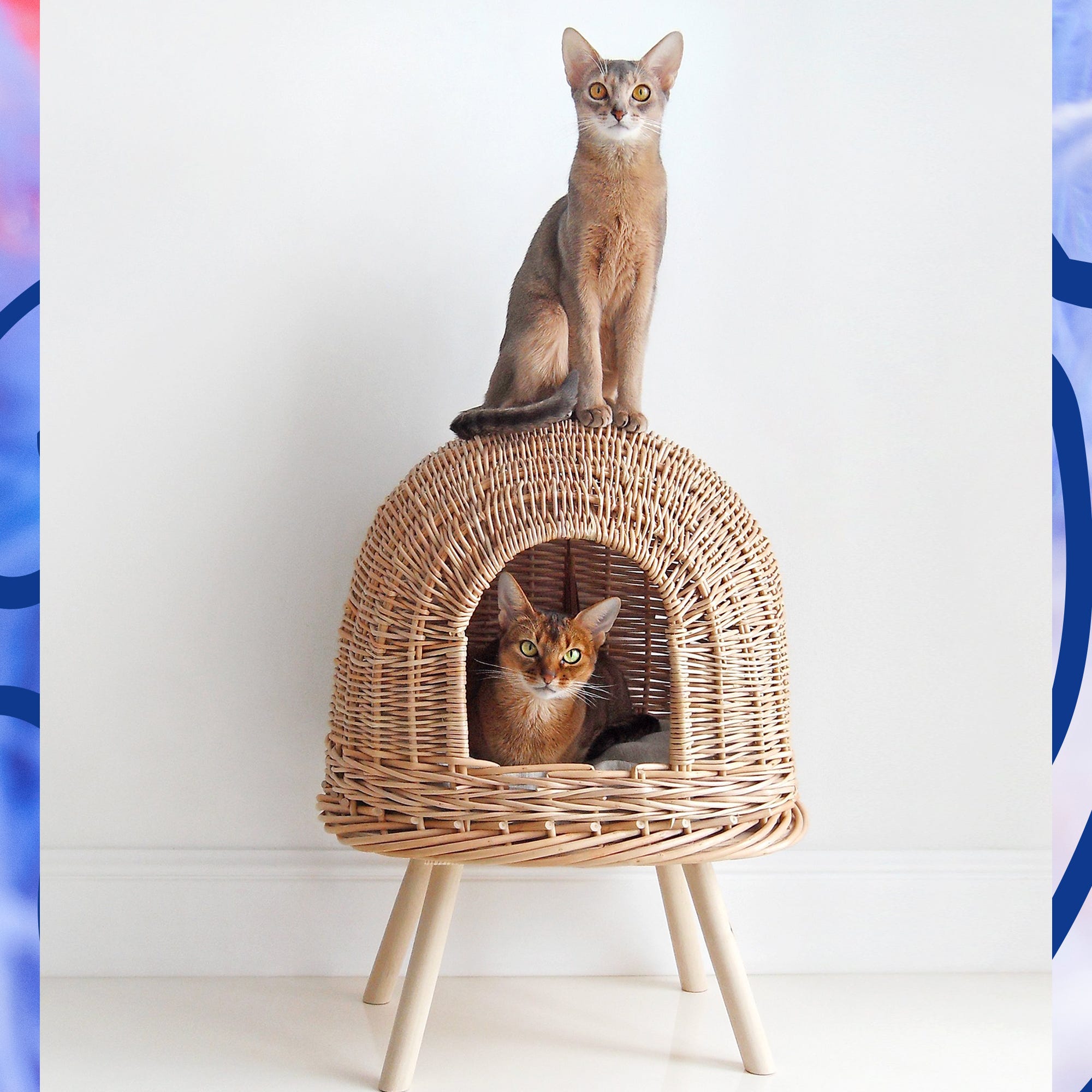 pedestal cat bed