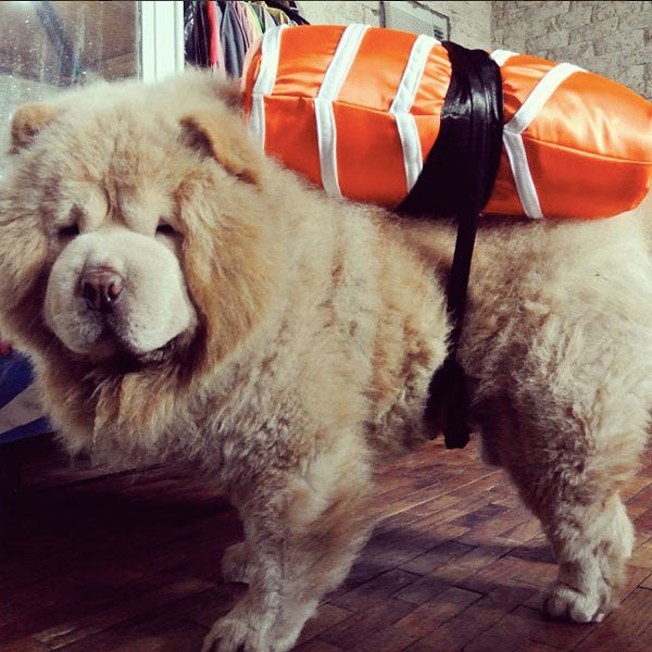 chow chow dressed up