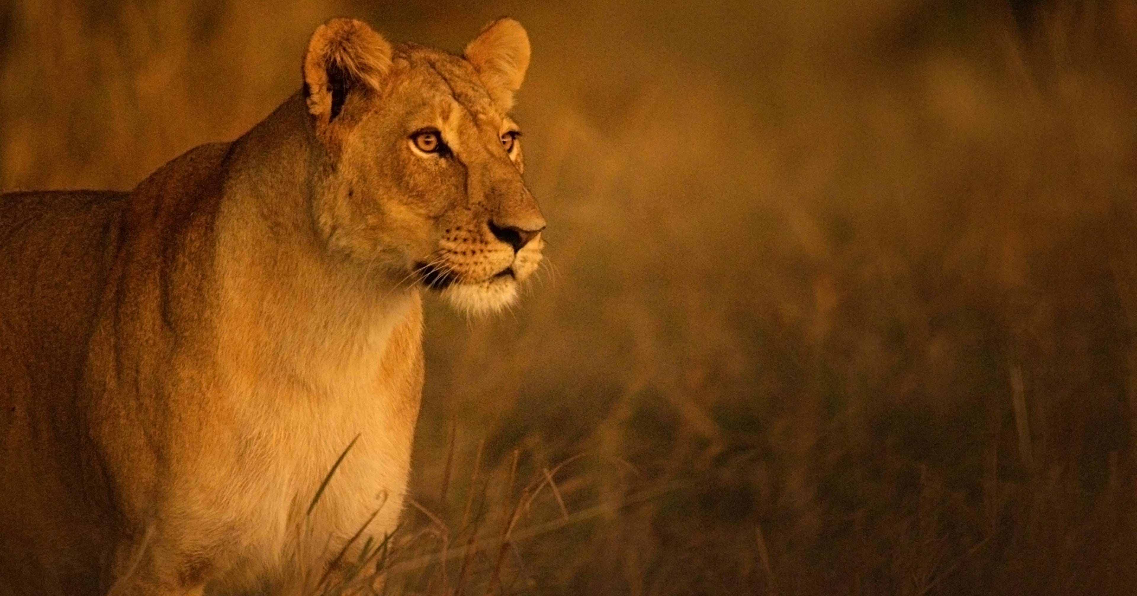 National Geographic Savage Kingdom, Animal Drama Show