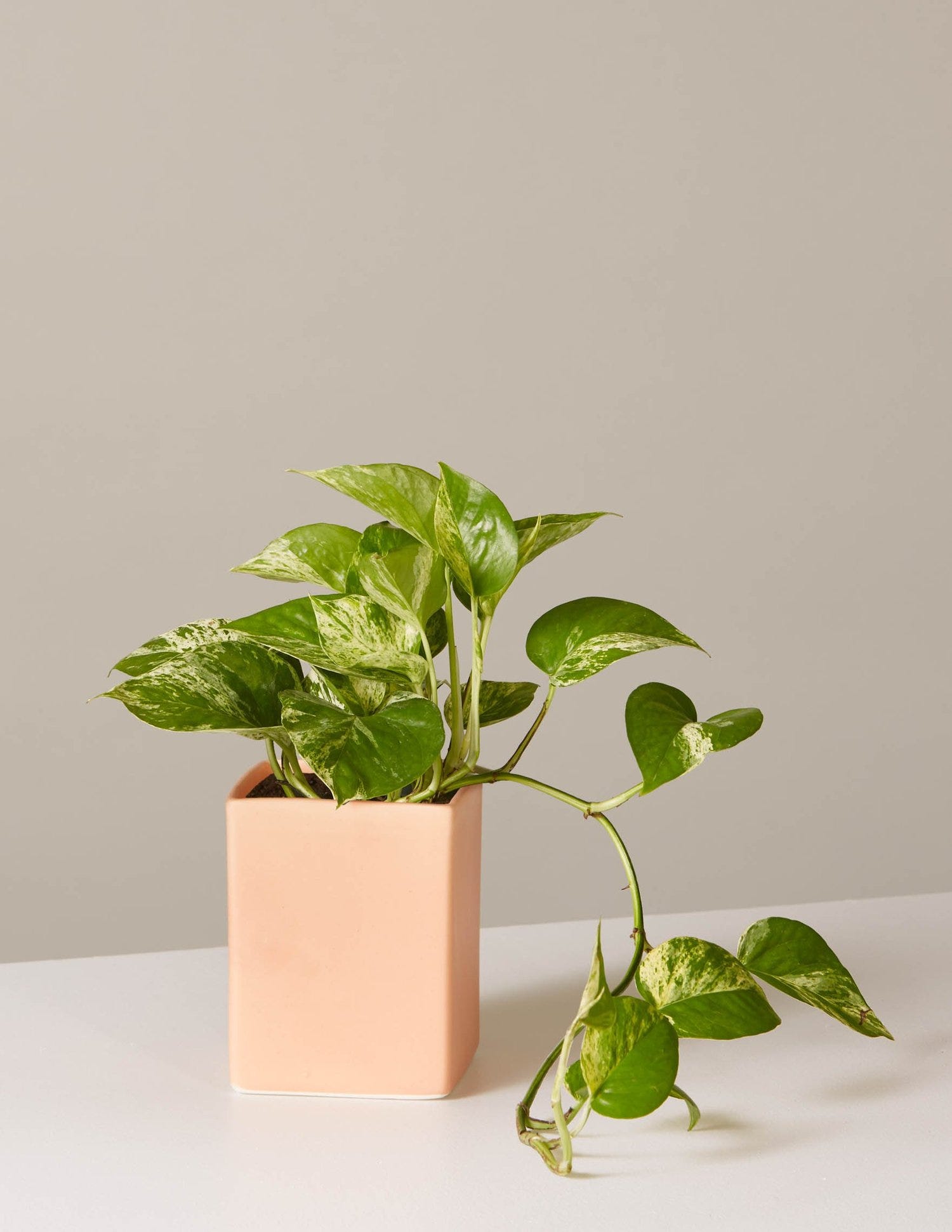 The Sill + Pothos Marble In Olmsted Planter
