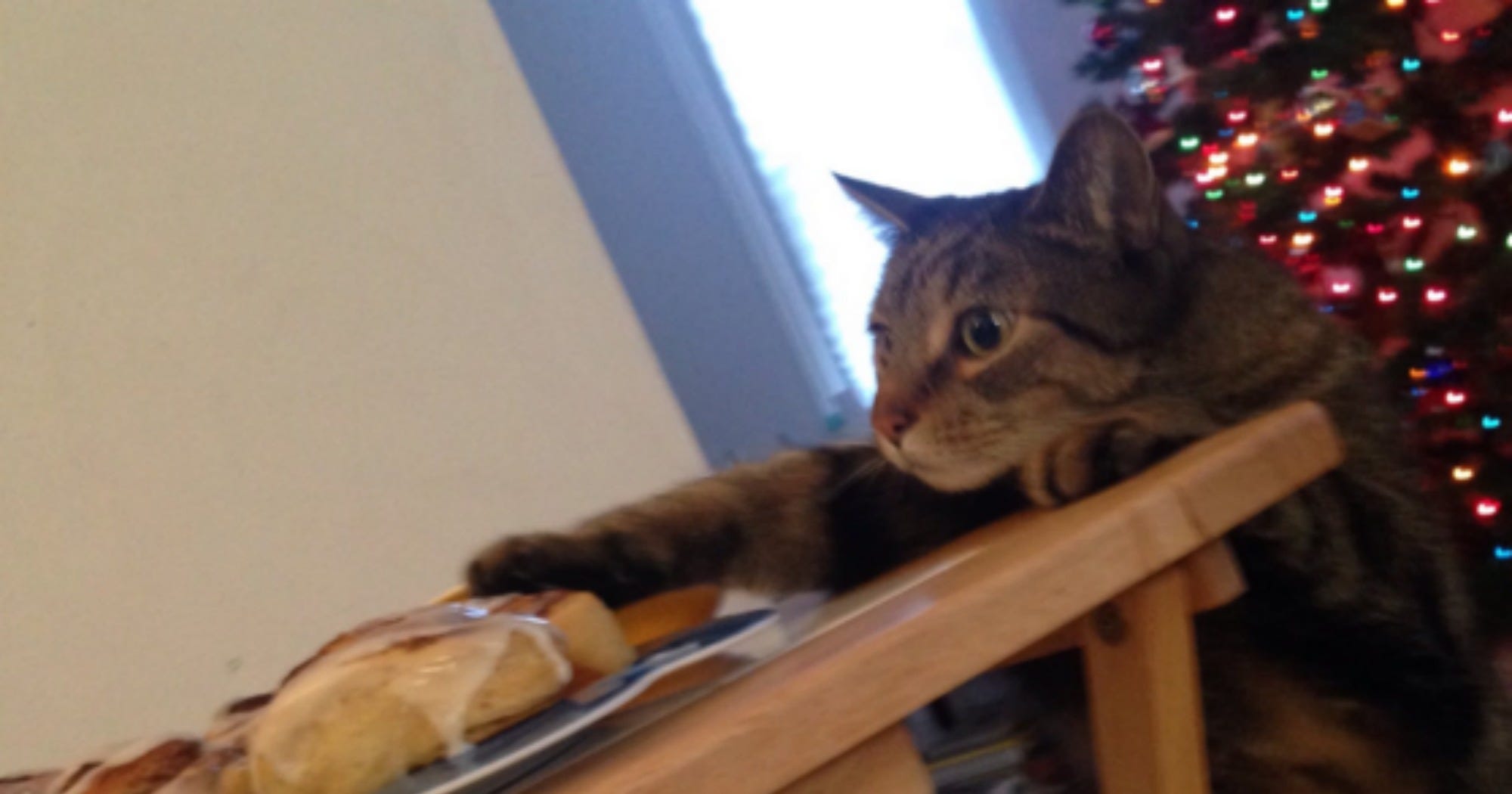 Cat Caught Stealing Cinnamon Bun