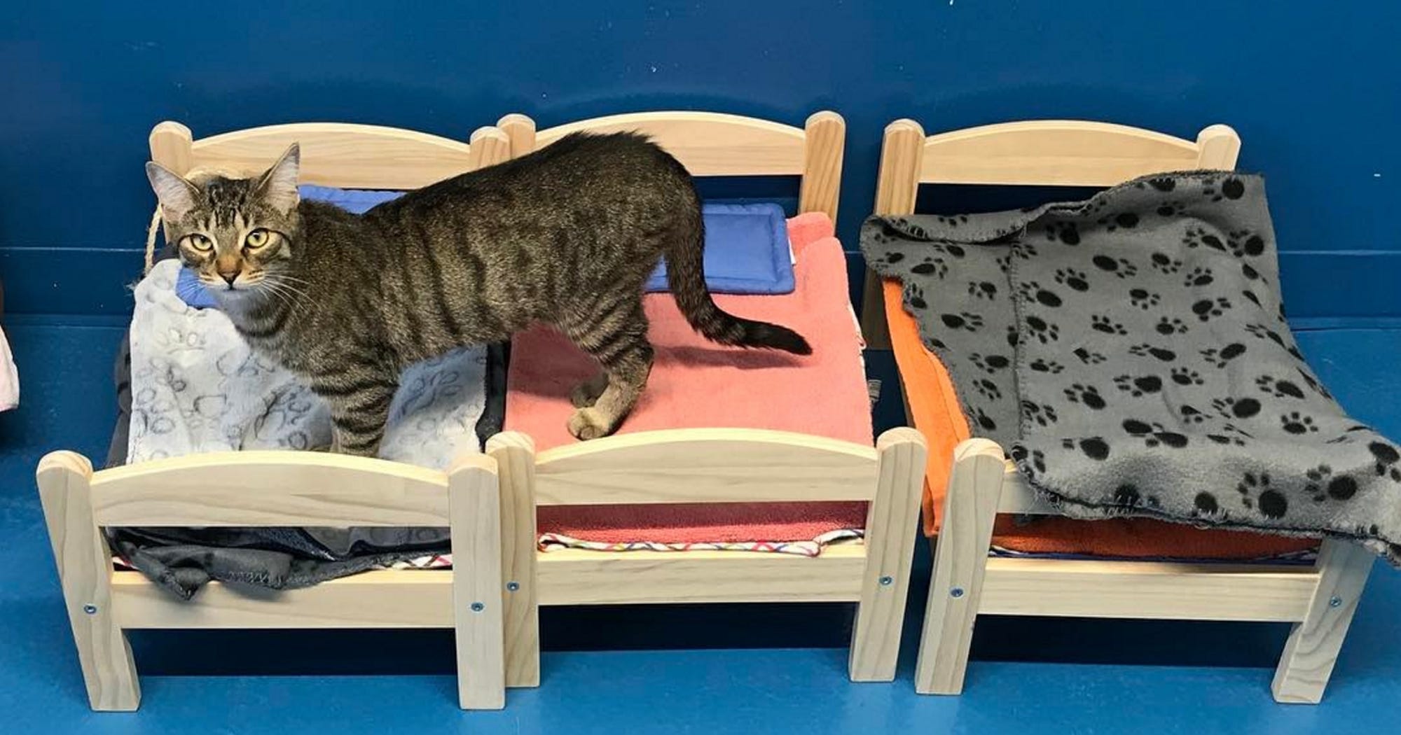 Lucy Cat Ikea