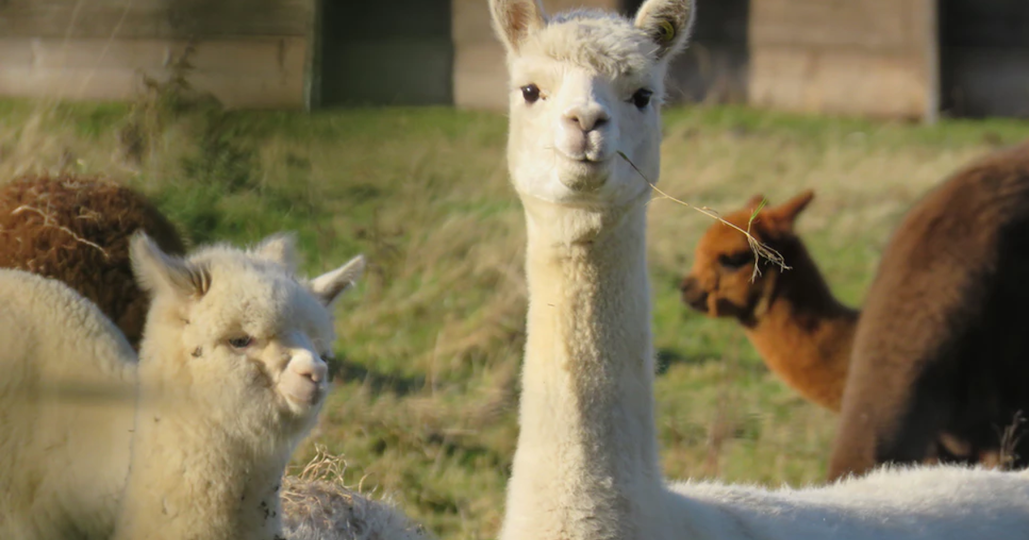 Best Airbnb Animal Farm And Habitat Rentals