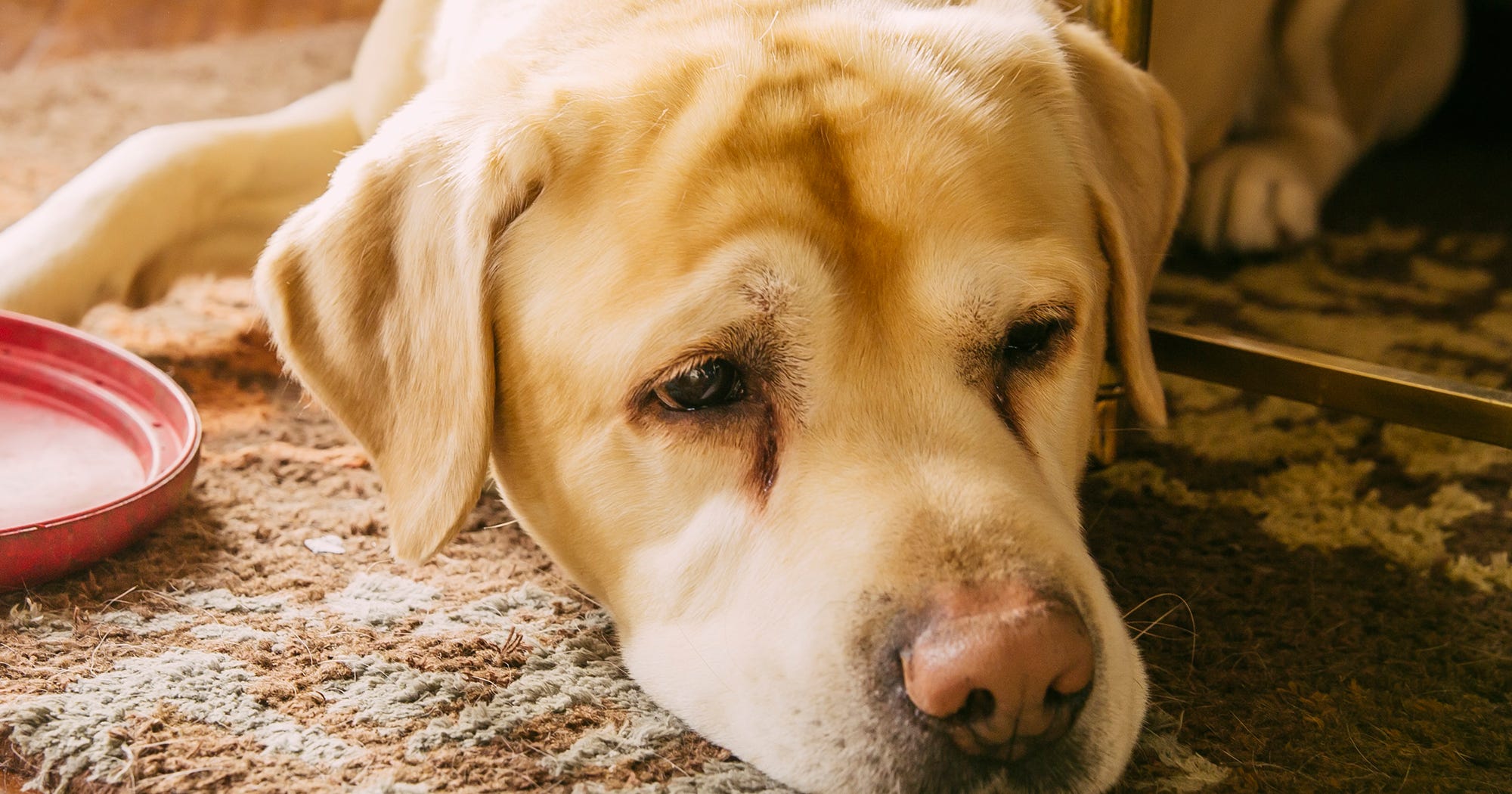Dogs In Heat Female Menstrual Cycle Period Similarities
