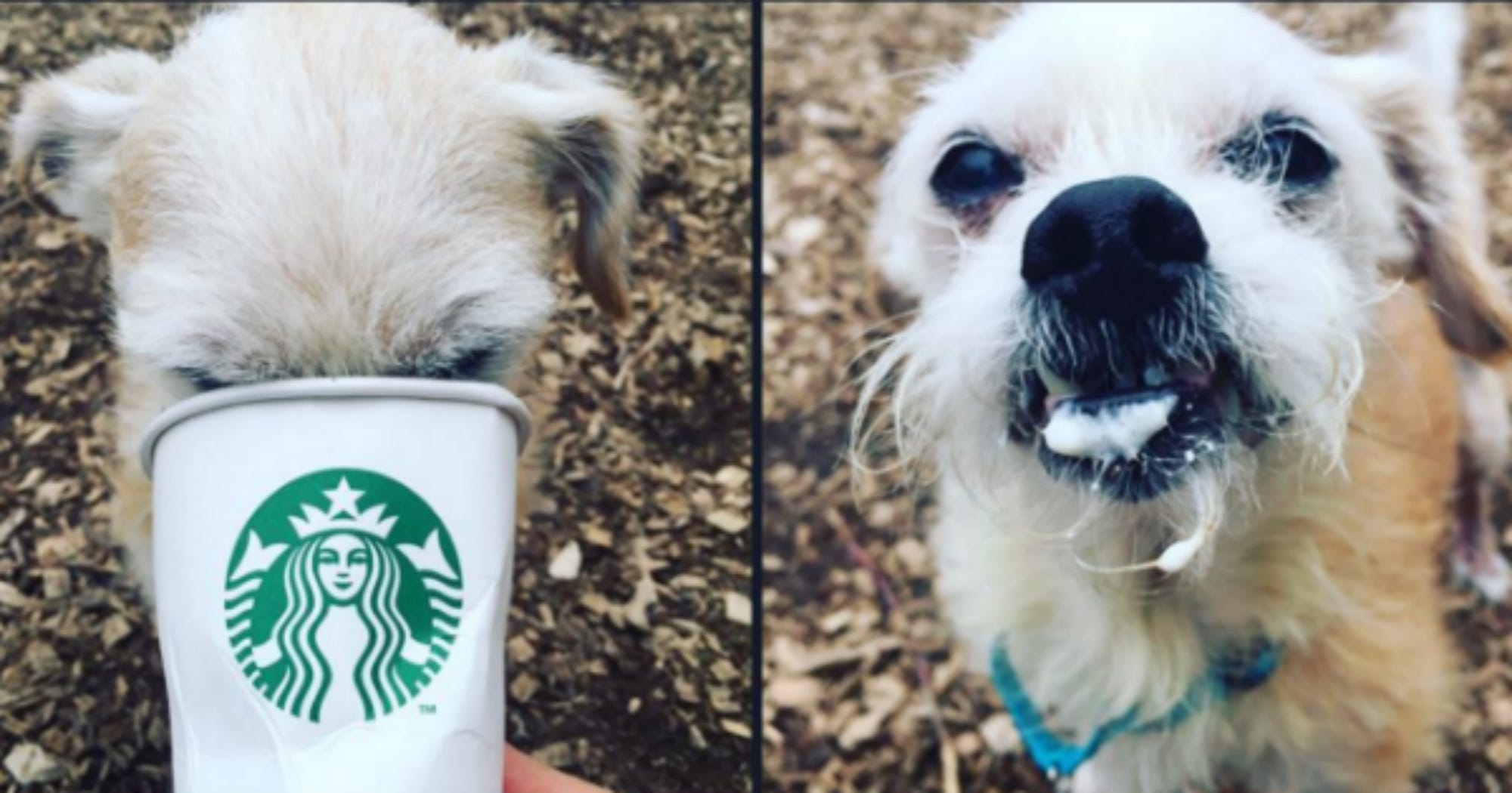 Kitsap Humane Society Shelter Dogs Starbucks