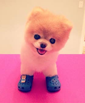 Pomeranian jibbitz Clearance