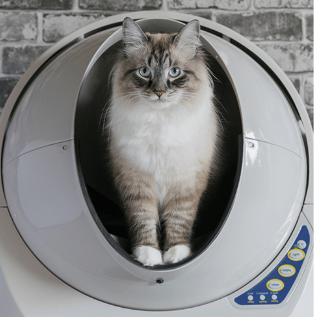 kitty robot litter