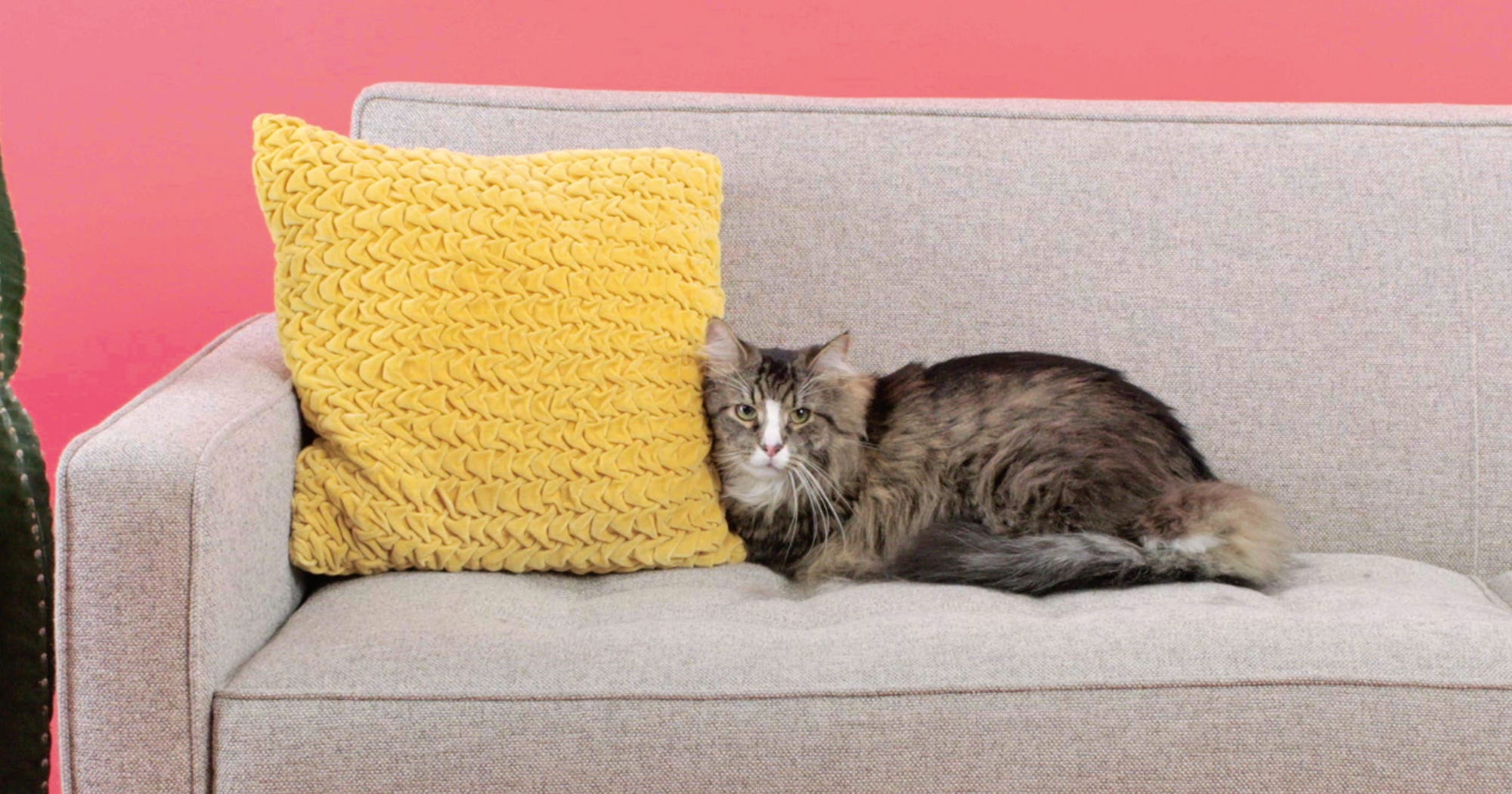 Kitten Care Tips Owning a Cat