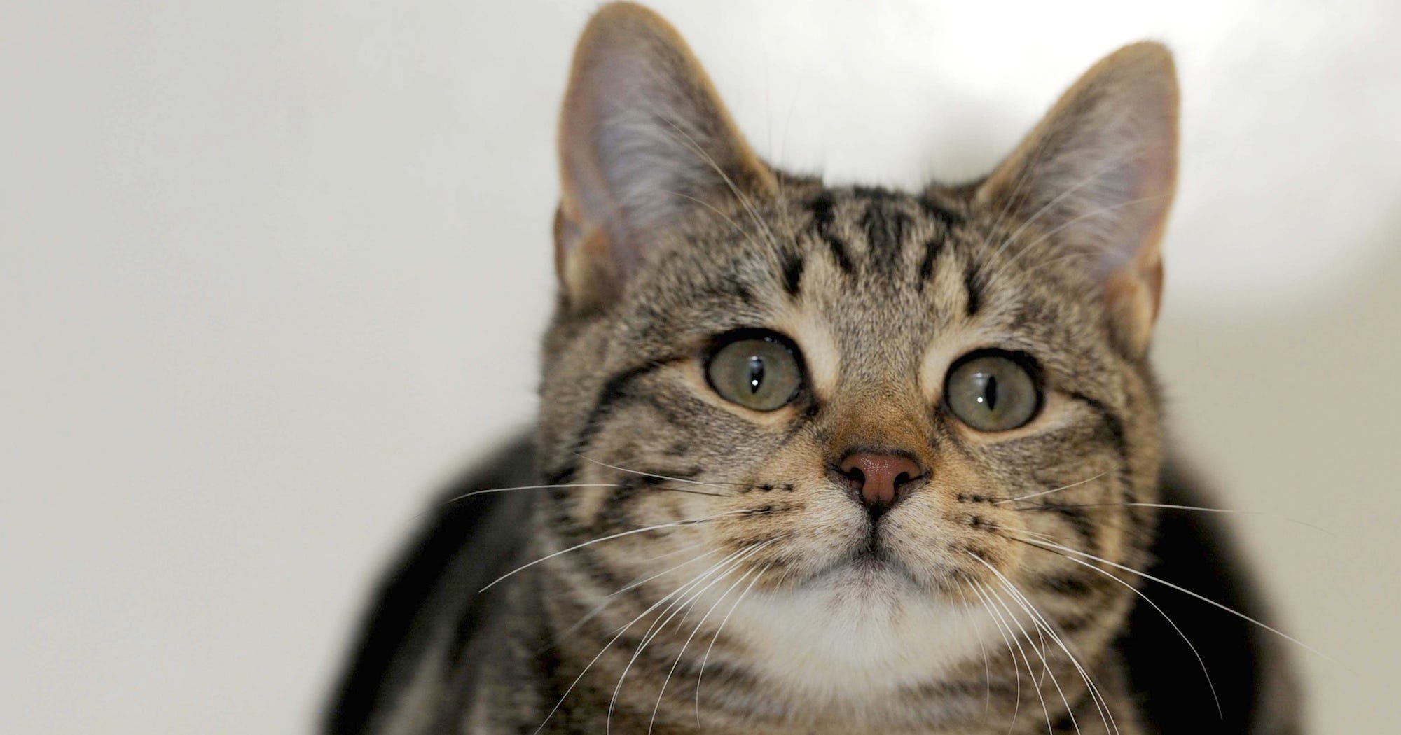 Cats Help Mars Rover Clean Itself