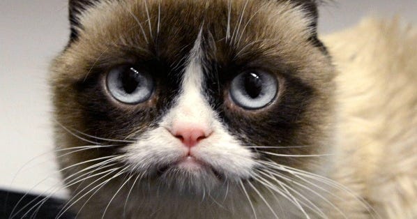 Grumpy Cat 100 Million Dollars Net Worth