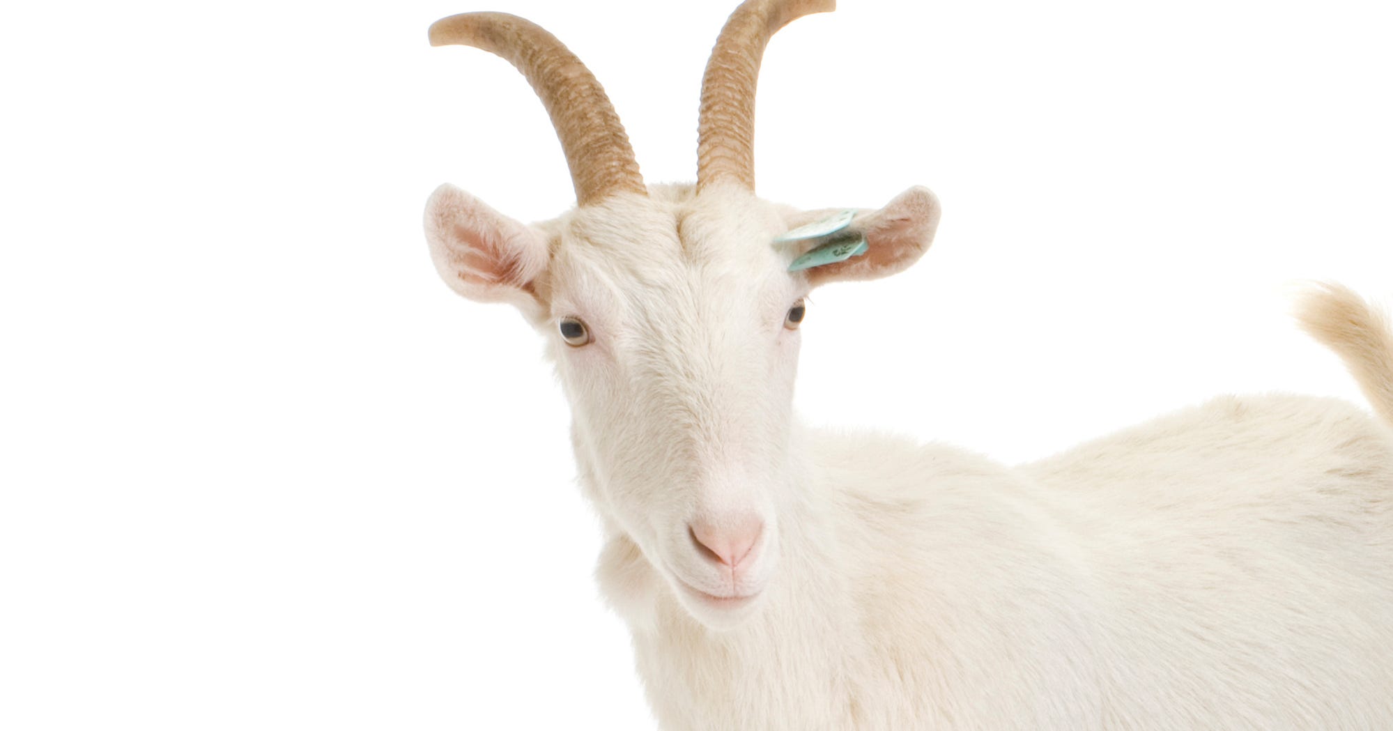 Goats Won t Eat Christmas Trees