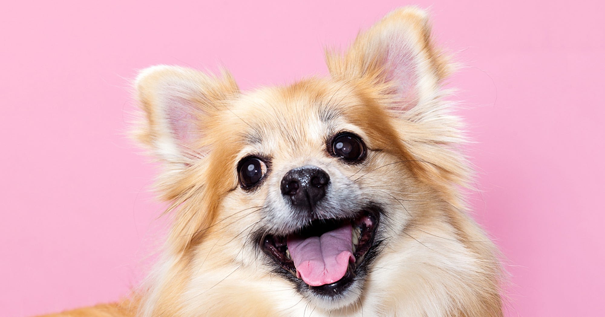 Dog Dilemma Question Reddit