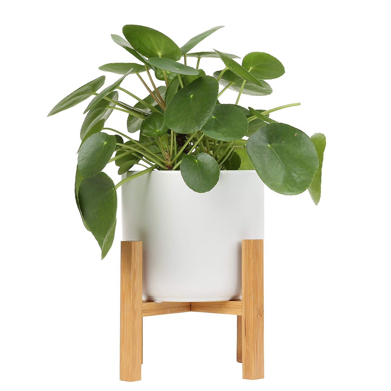 Costa Farms + Pilea Sharing Plant, White Ceramic Planter