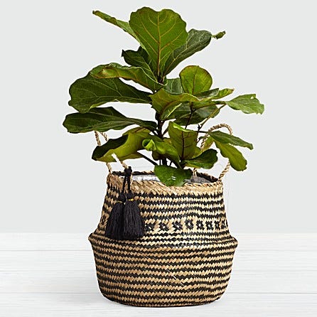 ProPlants + Fiddle Leaf Fig Tree – Floor Plant