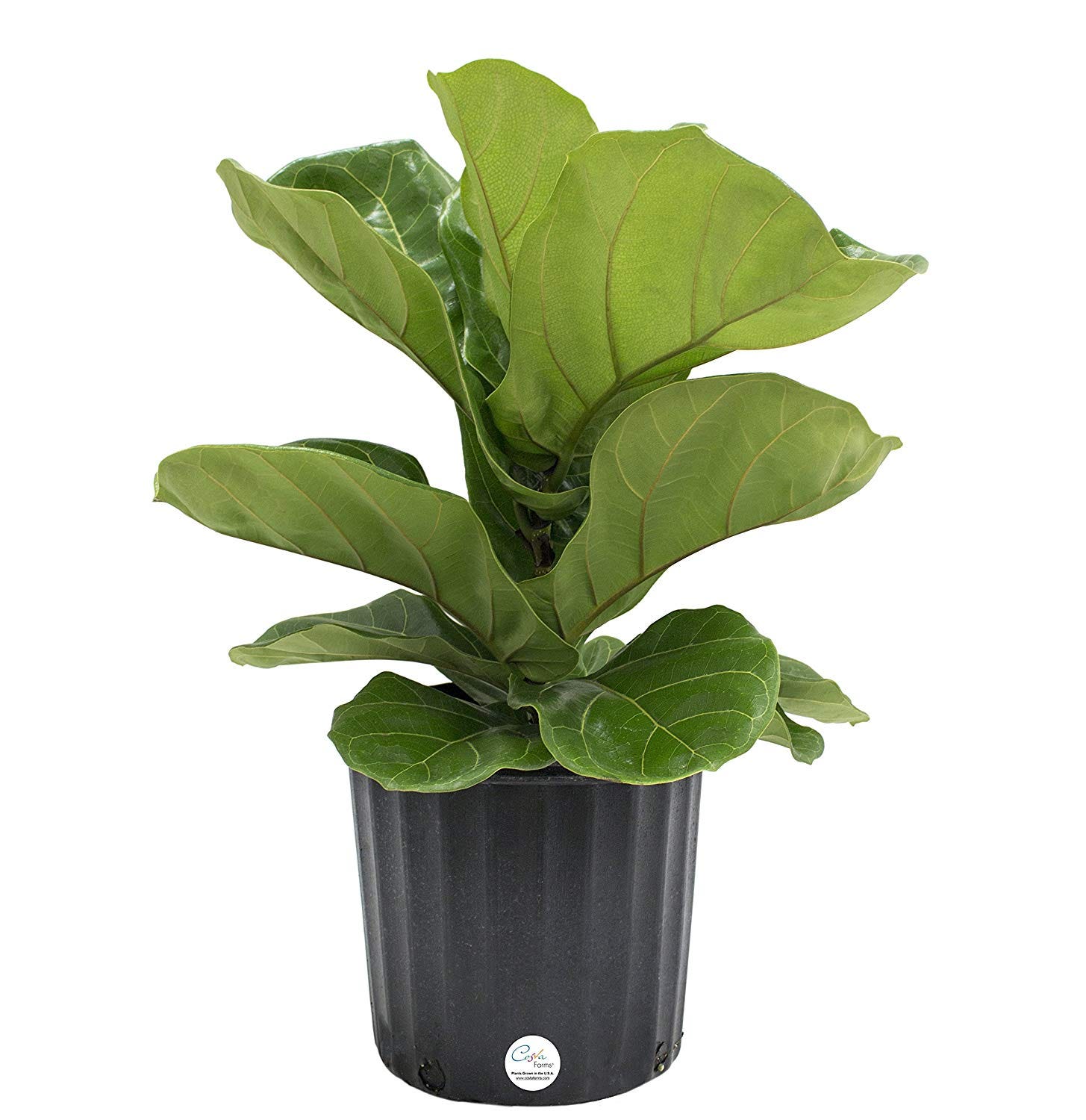 Costa Farms + Ficus Lyrata, FiddleLeaf Fig