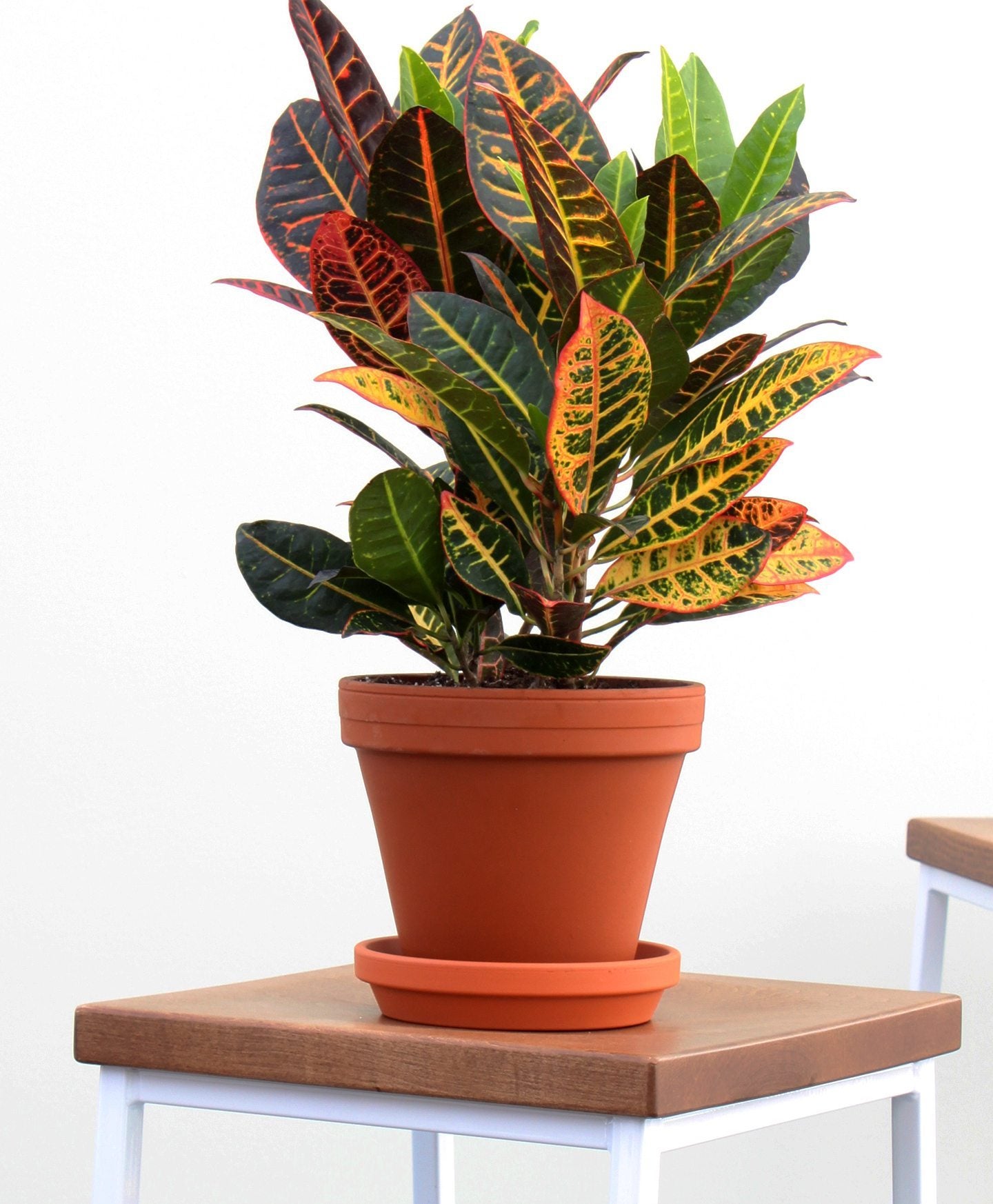 Bloomscape + Croton Petra